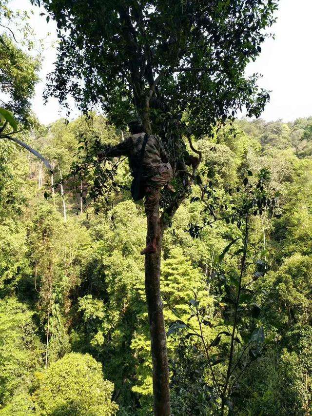 2022年天門山古樹春茶價格？