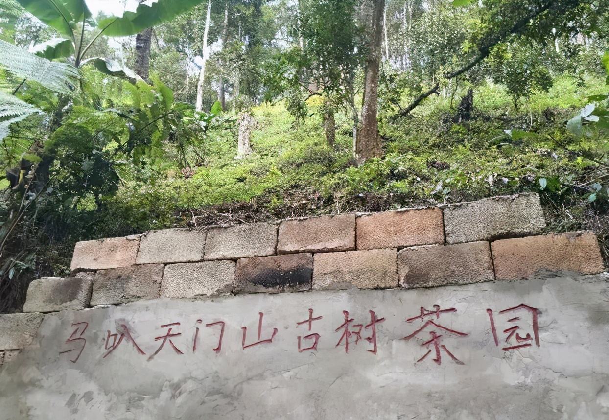 2022年天門山古樹春茶多少錢一公斤？