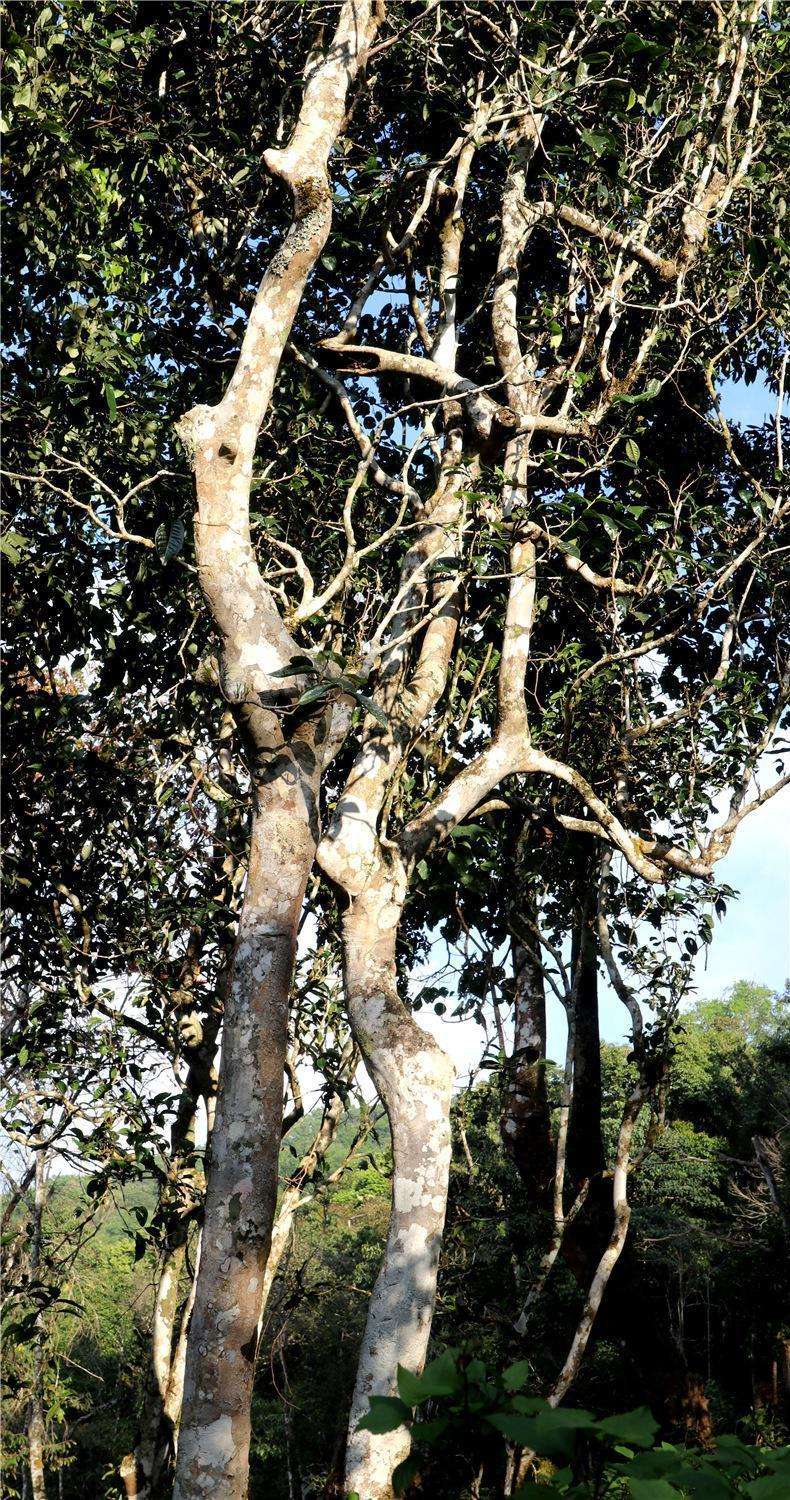 2022年天門山高桿古樹茶，神秘存在的好茶