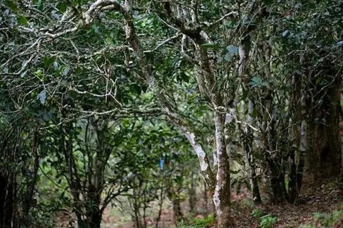 2022年高山寨古樹(shù)春茶特點(diǎn)？