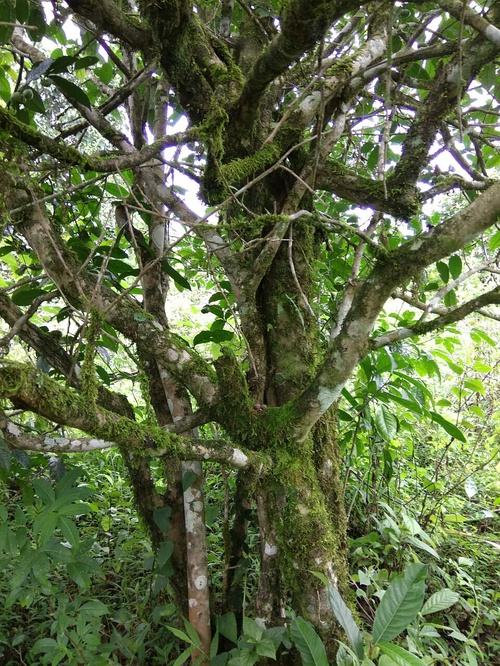 2022年高山寨古樹春茶口感？