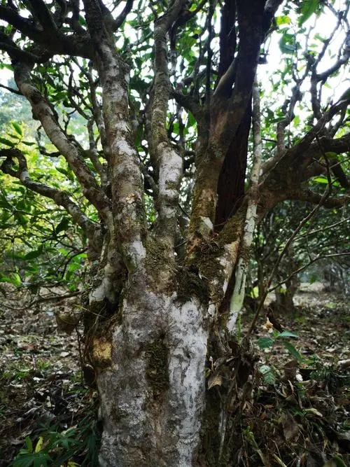 2022年高山寨古樹春茶價格？