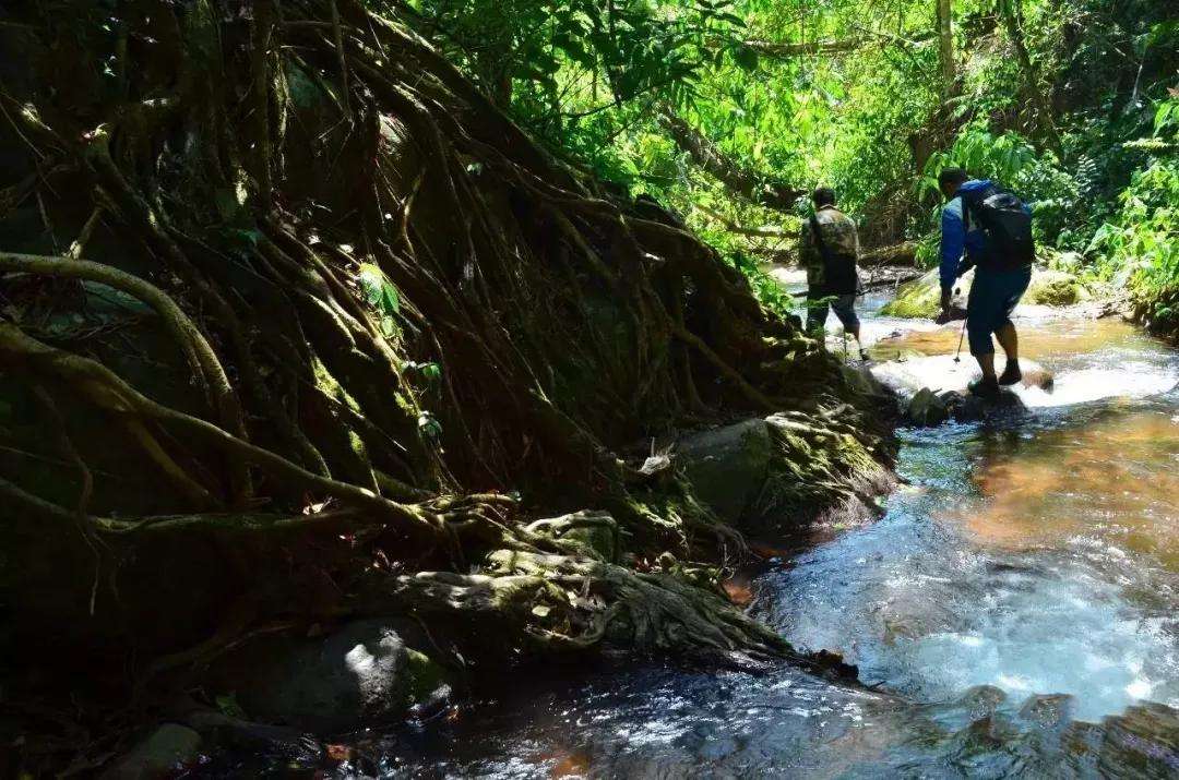 2022年銅箐河古樹春茶價格？