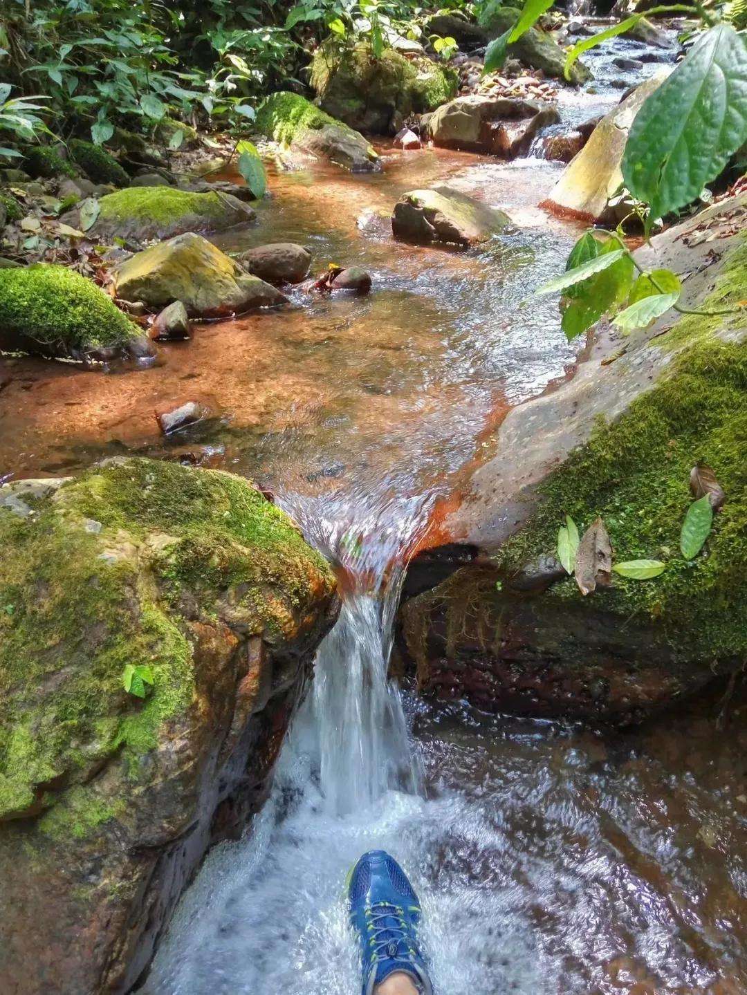 2022年銅箐河古樹春茶多少錢一公斤？