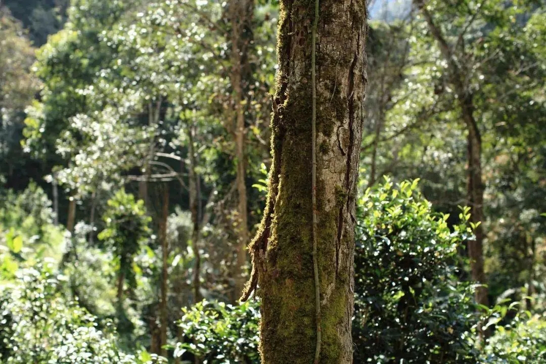 2022年百花潭古樹春茶口感？
