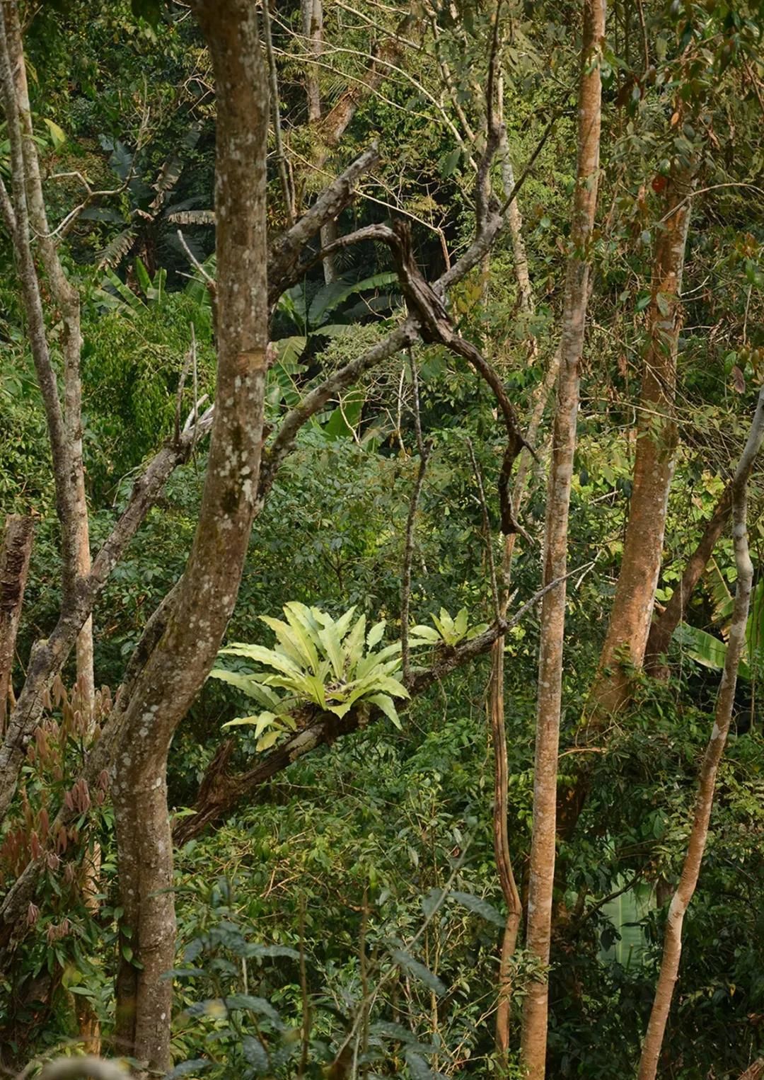 2022年百花潭古樹春茶多少錢一公斤？