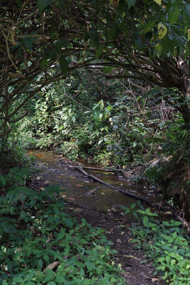 2022年蟒蛇箐古樹春茶特點？