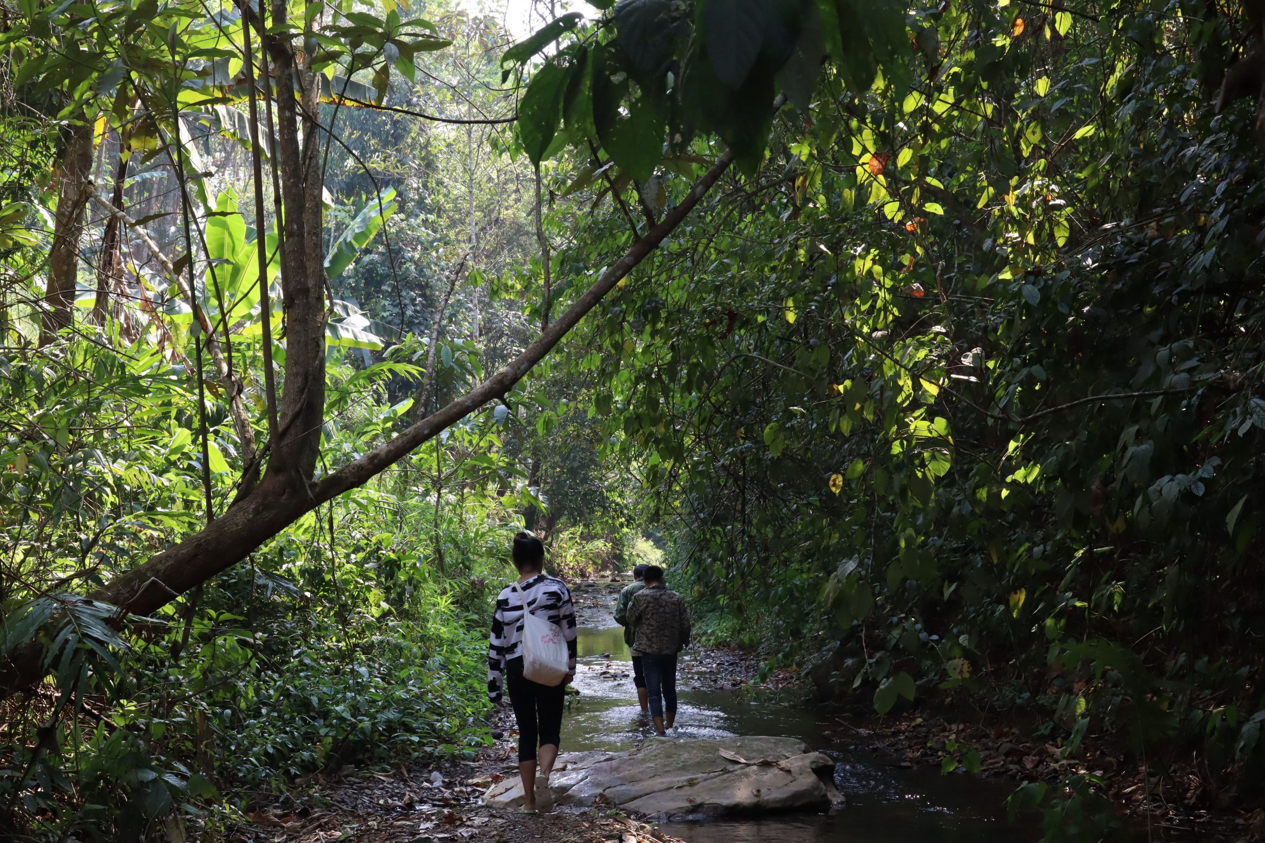 2022年蟒蛇箐古樹春茶口感？