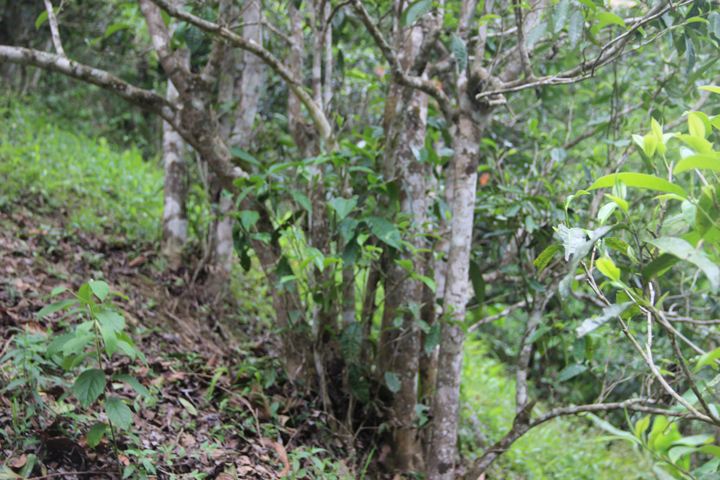 2022年銅箐河古樹春茶多少錢一公斤？