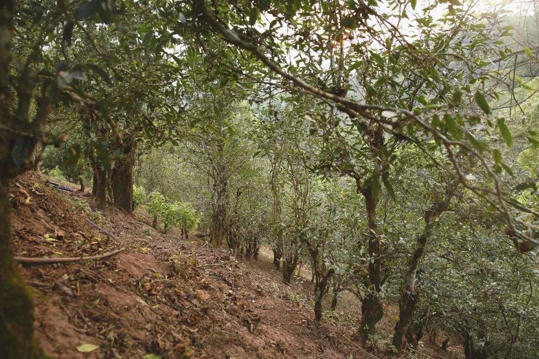 2022年倚邦曼拱古樹春茶口感？