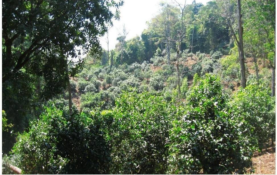 2022年大黑樹林古樹春茶口感？