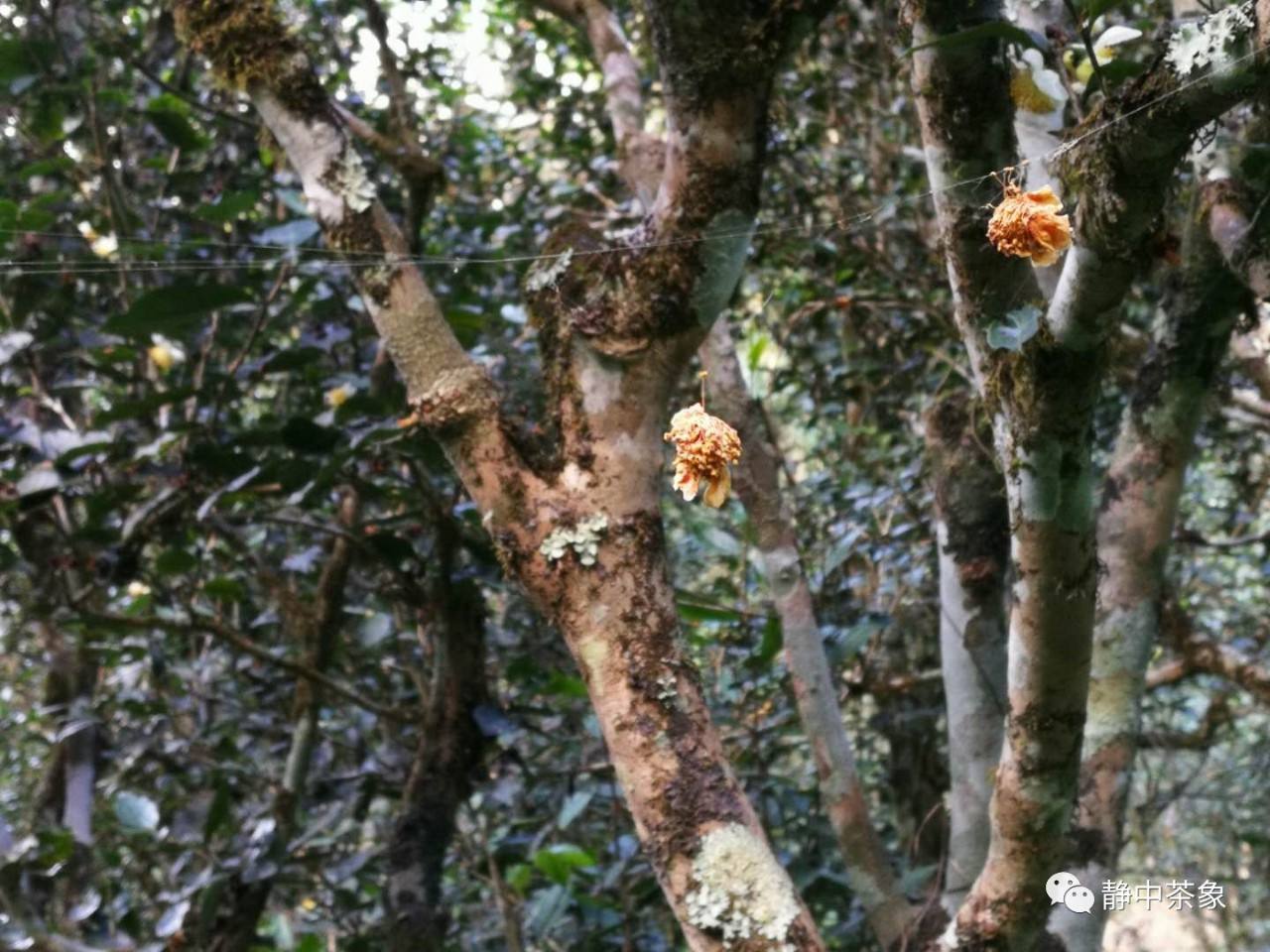 2022年大黑森林古樹春茶多少錢一公斤？