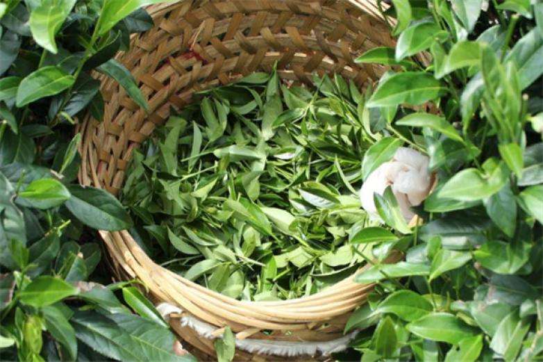 2022年曼松古樹春茶價(jià)格？