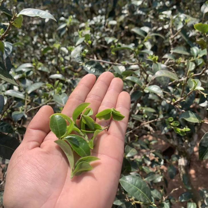 2022年倚邦貓耳朵古樹春茶口感？