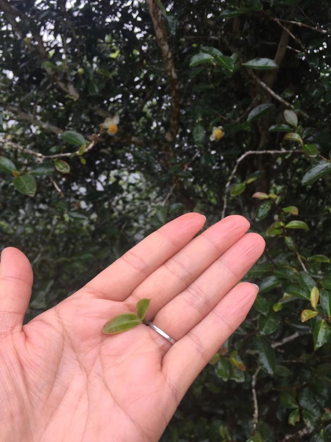 2022年倚邦貓耳朵古樹春茶價(jià)格？