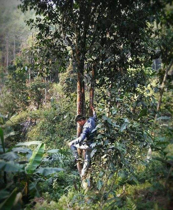 2022年桃子寨古樹春茶特點(diǎn)？