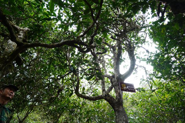 2022年桃子寨古樹春茶多少錢一公斤？