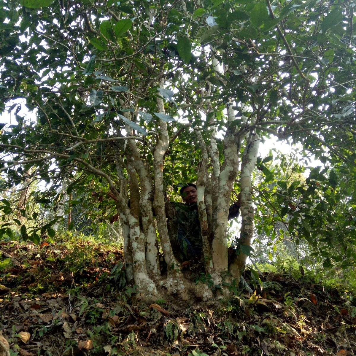 2022年蠻磚瓦龍古樹春茶特點？