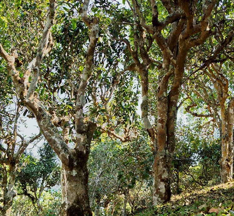 2022年蠻磚瓦龍古樹春茶價格？