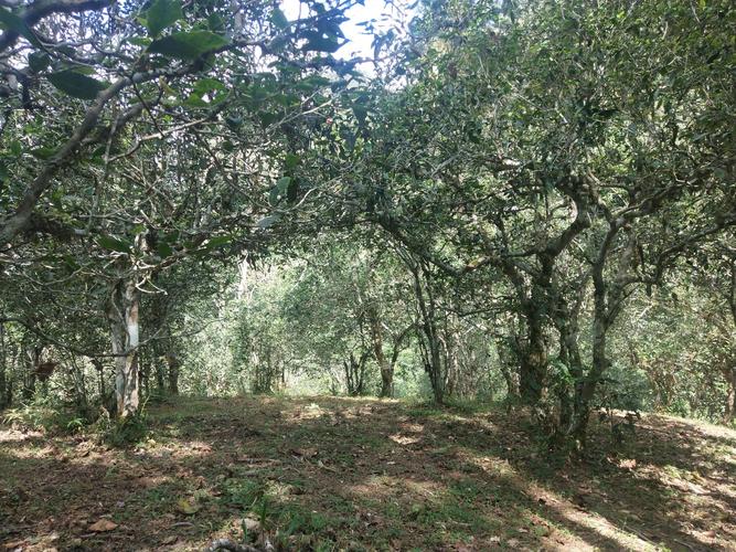 2022年革登古樹春茶多少一公斤？