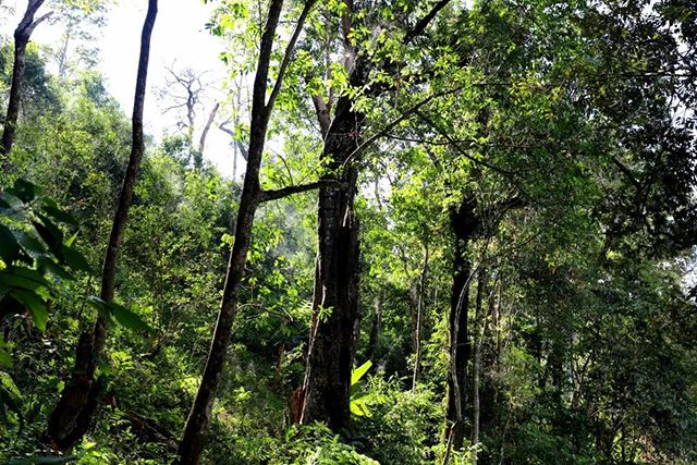 2022年革登古樹春茶,可飲可藏的絕佳茶品