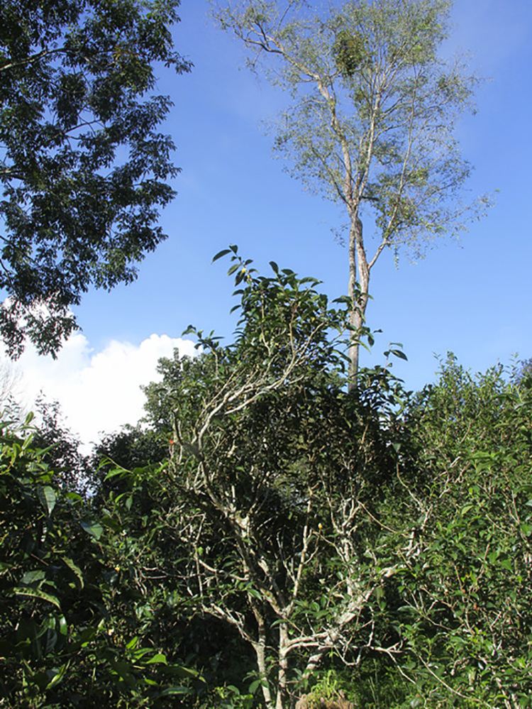 2022年莽枝古樹春茶口感？