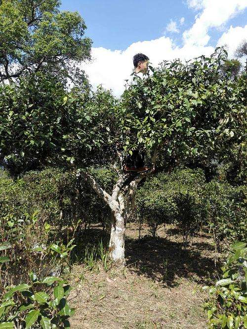 2022年攸樂古樹春茶多少錢一公斤？