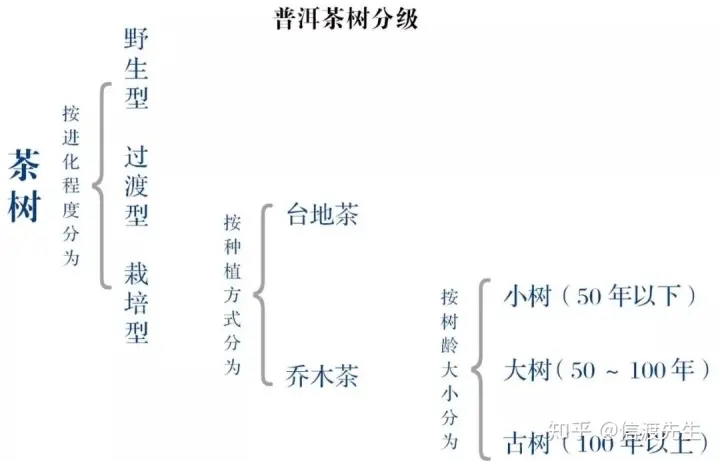 2022年按順序排列普洱茶樹等級 怎么分？