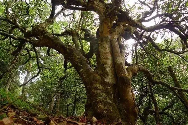 冰島！普洱茶界最有名的山頭，一次性把冰島茶講清楚！