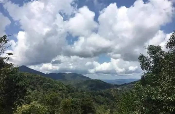 喝普洱茶的人為什么喜歡追山頭？無非就是這幾個原因