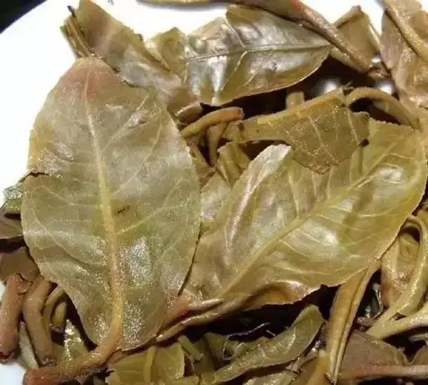 怎么看古樹普洱茶葉底？