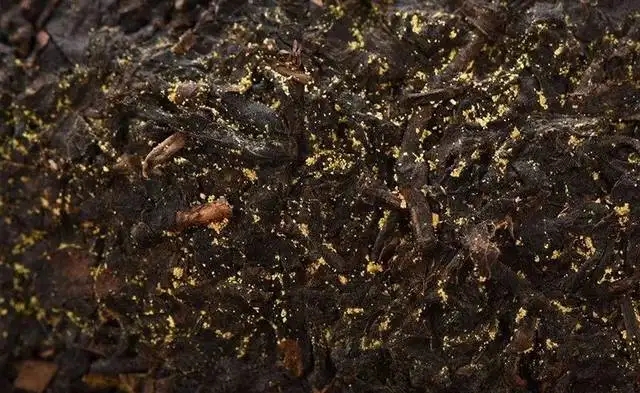普洱茶的金花怎么鑒別？
