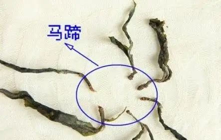 馬蹄竟然還能喝？普洱茶里的馬蹄你有了解過嗎？