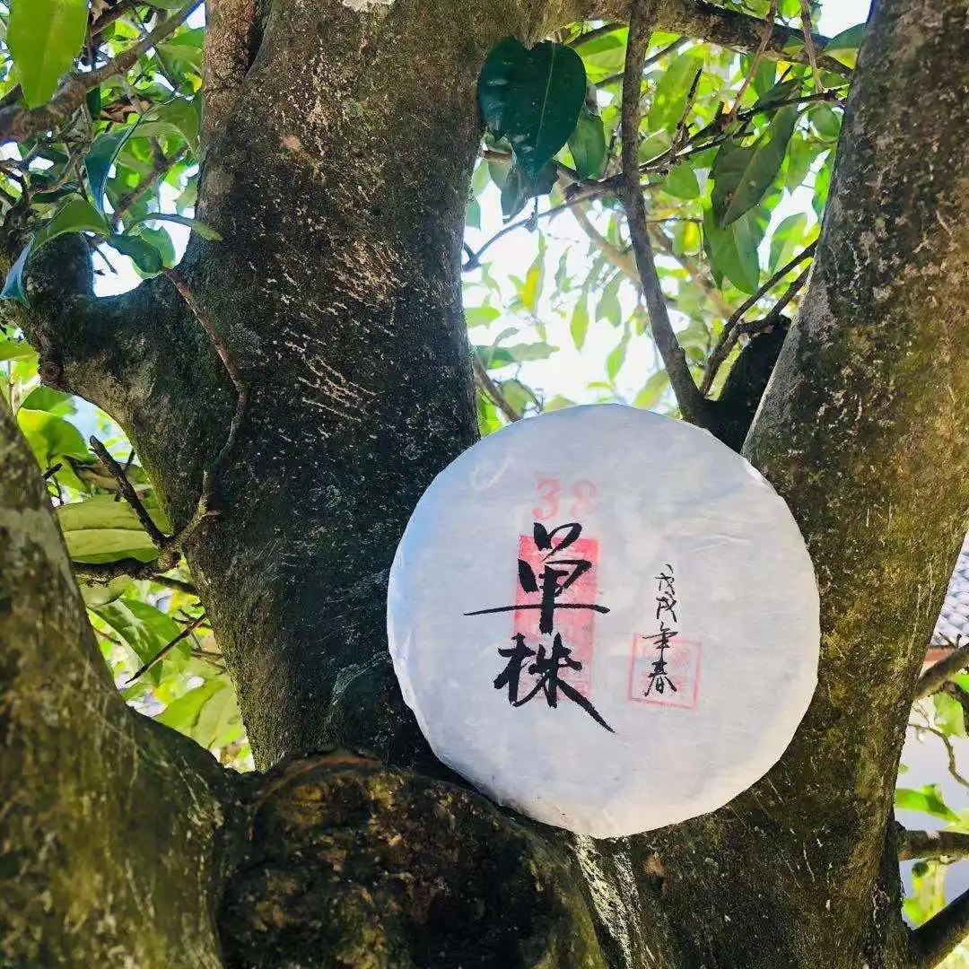普洱茶單株是什么，好在哪里？