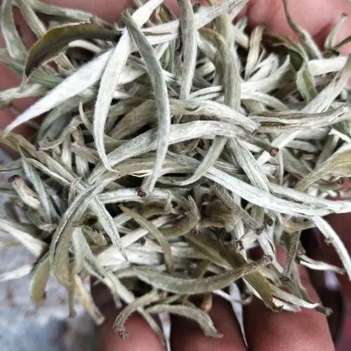 遇見(jiàn)月光白之美，存放四年云南古樹(shù)白茶