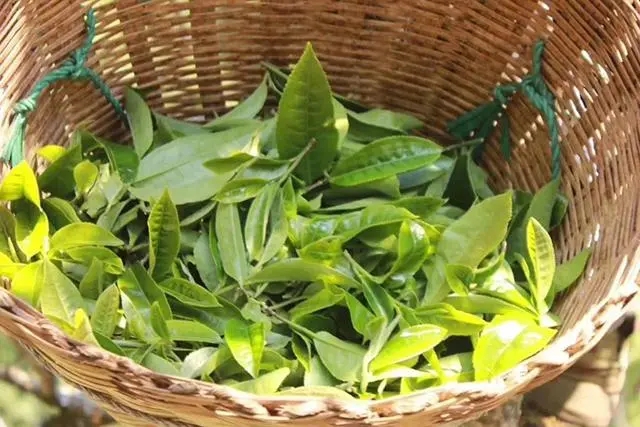 普洱茶3大核心產(chǎn)區(qū)，請(qǐng)好好收藏！