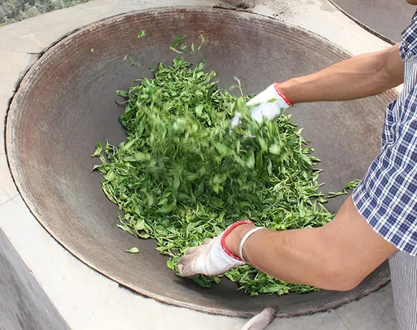 “殺青”是如何影響普洱茶品質(zhì)的？