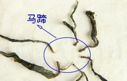 馬蹄竟然還能喝？普洱茶里的馬蹄你有了解過(guò)嗎？