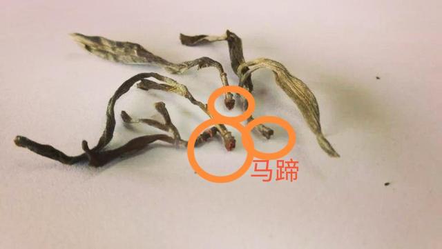 “馬蹄梗”多少跟季節(jié)有關(guān)系？