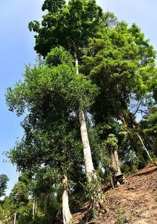 普洱茶概念中的“國有林”、“高桿古樹”是怎么樣的存在？