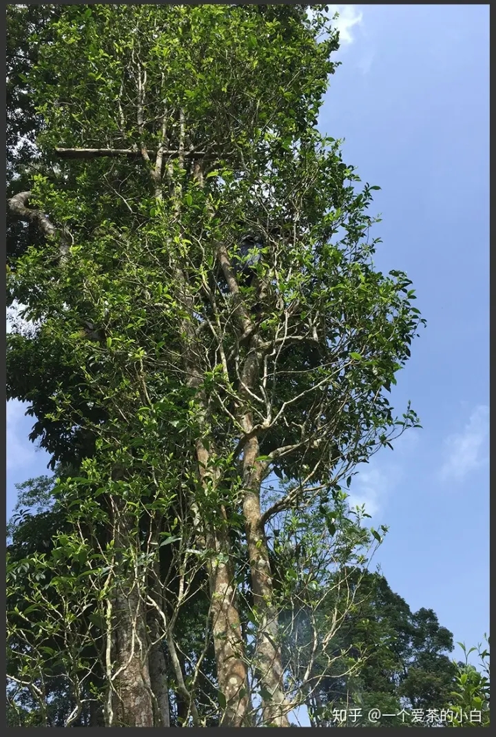 高桿古樹做成的普洱茶，憑什么紅遍大江南北？