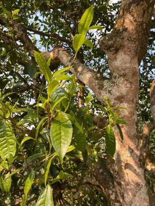 易武高桿 普洱長頸？