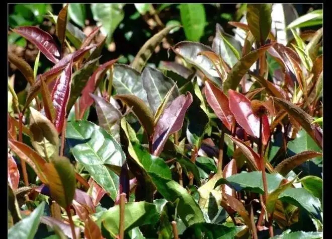 紫芽普洱茶真的都很珍貴嗎？這篇文章說到你心坎上了