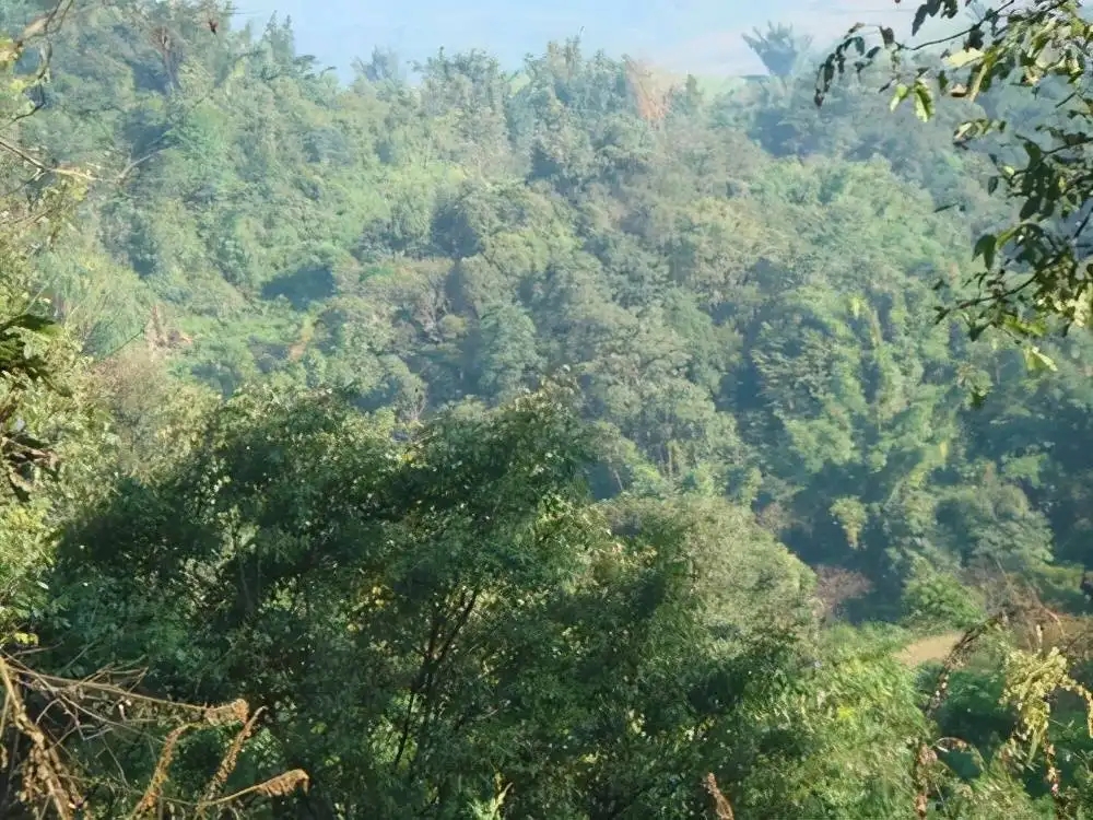 茶山紀(jì)實(shí)：再進(jìn)犀牛塘，不一樣的感覺；菁瑤可以預(yù)見的豐收年