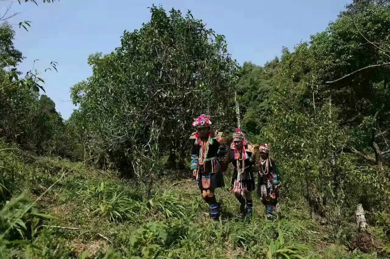 【好茶知味】南糯山石頭老寨拔瑪古樹：醇柔之質(zhì)，綿遠(yuǎn)之韻