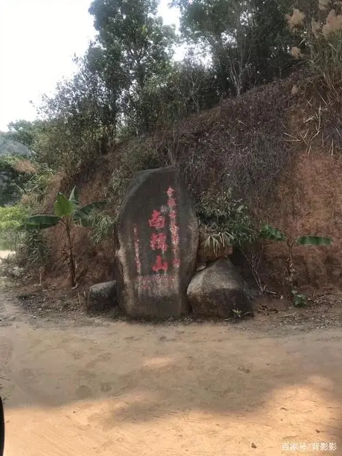 古茶第一村”，你見過這樣的茶樹嗎？