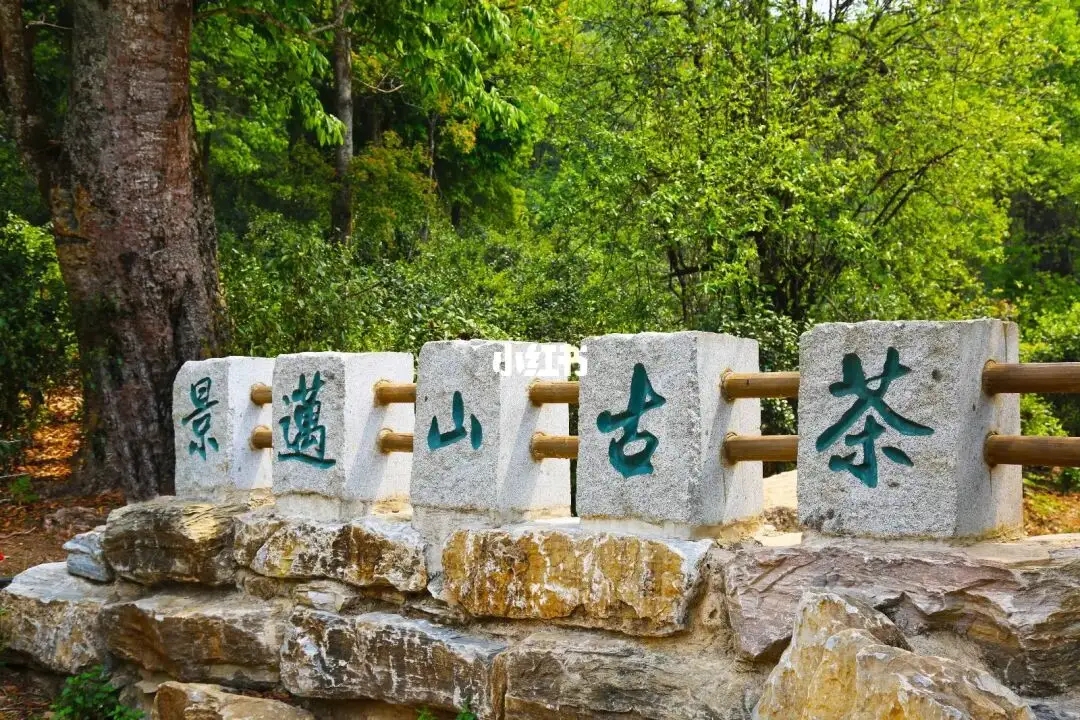 普洱茶的年份：新茶、老茶、中期茶、印級茶、古董茶