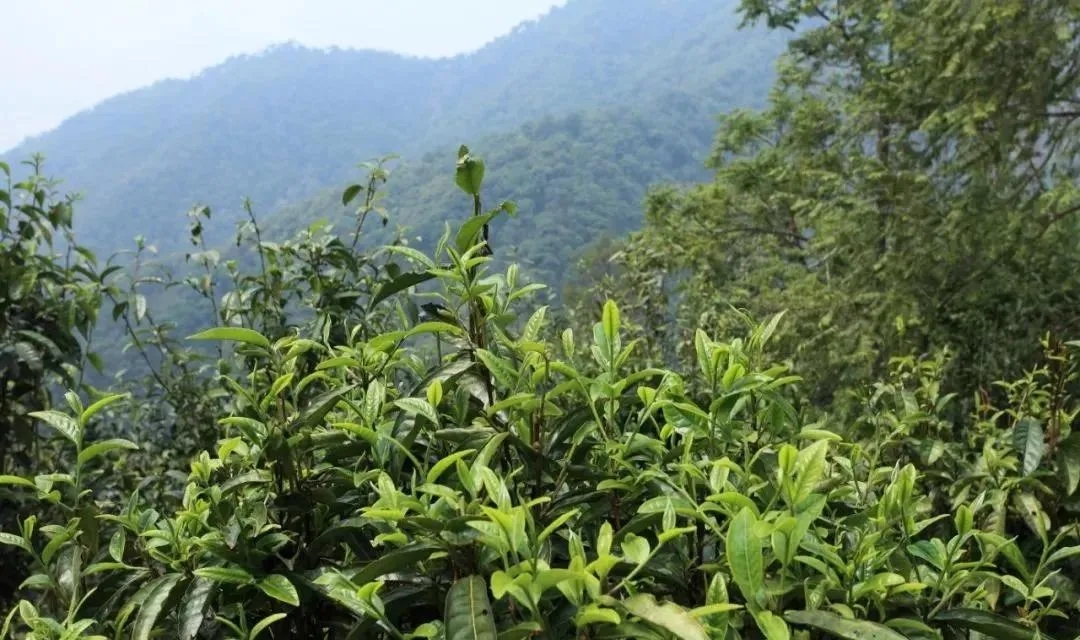 古樹茶的價值和意義在哪里？