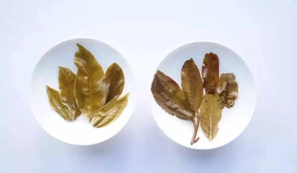 普洱茶的九種山寨版本，喜歡普洱茶的一定要看