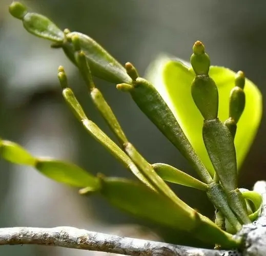 “螃蟹腳”是什么？